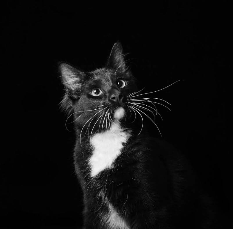 contioutra.com - Eles são lindos sim! Cães e gatos pretos posam para fotos para incentivar adoção
