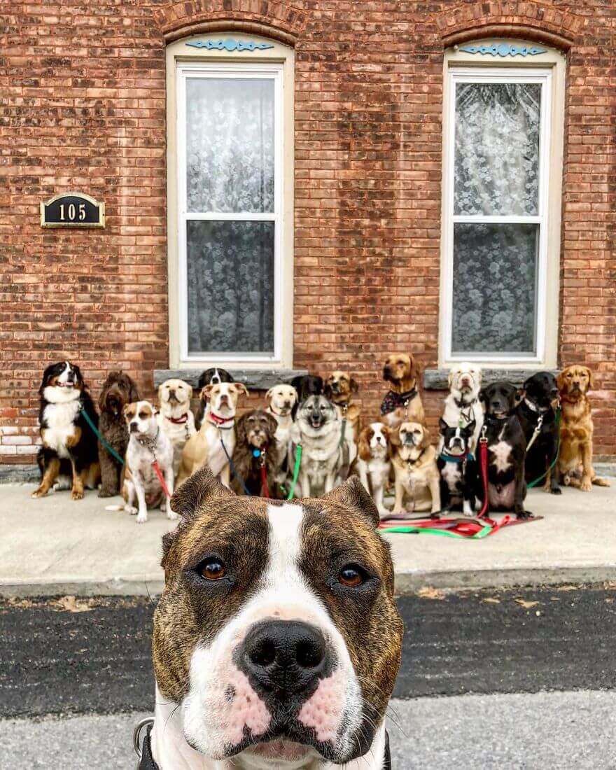 contioutra.com - Esses cachorros caminham e tiram uma foto juntos todos os dias