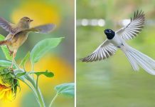 22 imagens perfeitas de aves em pleno voo e movimentos de caça