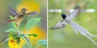 22 imagens perfeitas de aves em pleno voo e movimentos de caça