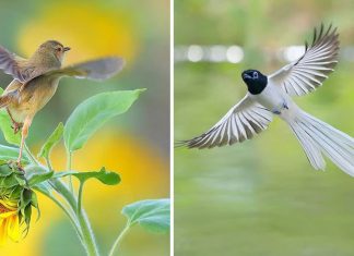 22 imagens perfeitas de aves em pleno voo e movimentos de caça