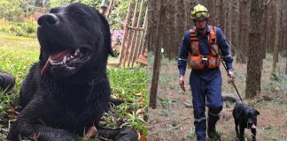 Herói até o fim: Cão que ajudou em resgates de Brumadinho perde a vida fazendo buscas em Santa Catarina Herói até o fim: Cão que ajudou em resgates de Brumadinho perde a vida fazendo buscas em Santa Catarina