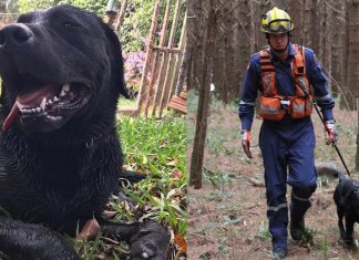 Herói até o fim: Cão que ajudou em resgates de Brumadinho perde a vida fazendo buscas em Santa Catarina