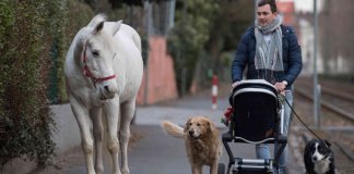 Livre, leve e solta, égua passeia sozinha todos os dias pela cidade