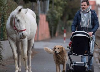 Livre, leve e solta, égua passeia sozinha todos os dias pela cidade