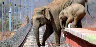 Uma mãe elefante e seu bebê fogem de bombas de fogo lançadas por humanos.