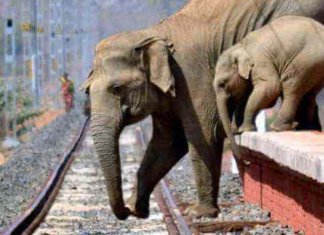 Uma mãe elefante e seu bebê fogem de bombas de fogo lançadas por humanos.