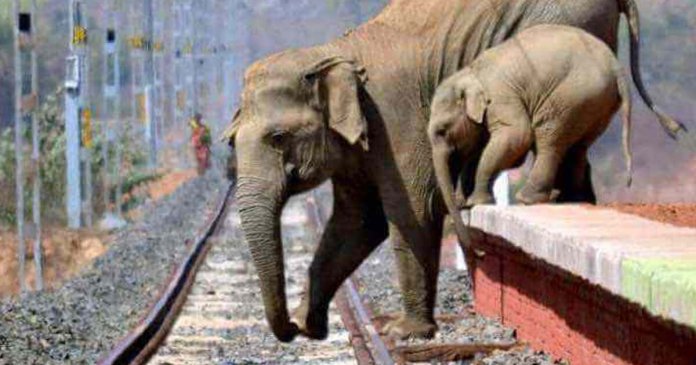 Uma mãe elefante e seu bebê fogem de bombas de fogo lançadas por humanos.