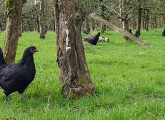 Na França, galinhas substituem agrotóxicos em plantações