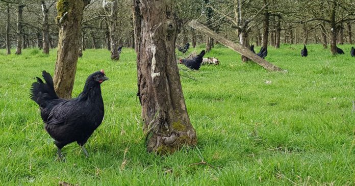 Na França, galinhas substituem agrotóxicos em plantações