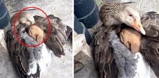 No inverno, ganso aquece cãozinho sob as suas asas