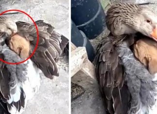 No inverno, ganso aquece cãozinho sob as suas asas