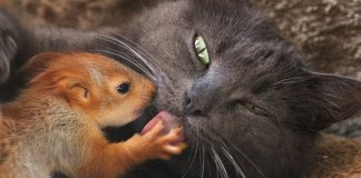 Gata adota quatro esquilos órfãos, e as fotos são puro amor (e tem vídeo!!!)