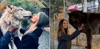 Ilha no Canadá é cheia de lobos amigáveis que você pode visitar Ilha no Canadá é cheia de lobos amigáveis que você pode visitar