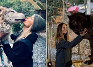 Ilha no Canadá é cheia de lobos amigáveis que você pode visitar
