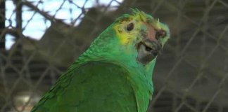 Deu um olé nos criminosos: Papagaio é sequestrado, foge dos bandidos e volta para o zoológico sozinho