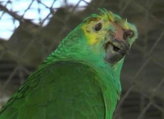 Deu um olé nos criminosos: Papagaio é sequestrado, foge dos bandidos e volta para o zoológico sozinho