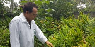 Pesquisador brasileiro cria Hidrogel de gengibre que evita amputação em diabéticos