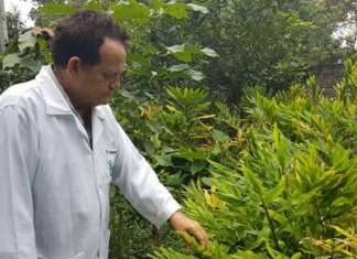 Pesquisador brasileiro cria Hidrogel de gengibre que evita amputação em diabéticos