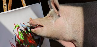 Um pincel no focinho e uma ideia na cabeça: Pigcasso, a porca pintora, faz sucesso na África do Sul