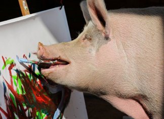 Um pincel no focinho e uma ideia na cabeça: Pigcasso, a porca pintora, faz sucesso na África do Sul