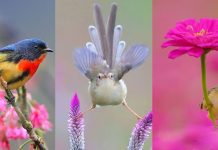 30 fotografias de pássaros em suas mais belas cores, poses e plumagens