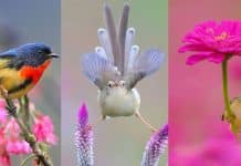 30 fotografias de pássaros em suas mais belas cores, poses e plumagens 30 fotografias de pássaros em suas mais belas cores, poses e plumagens