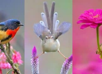30 fotografias de pássaros em suas mais belas cores, poses e plumagens