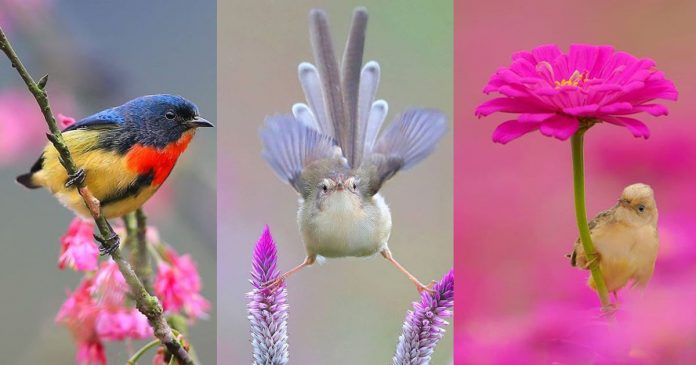 30 fotografias de pássaros em suas mais belas cores, poses e plumagens