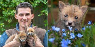 Jovem agricultor faz cesariana em raposa sem vida e salva quatro filhotes que ela esperava