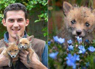 Jovem agricultor faz cesariana em raposa sem vida e salva quatro filhotes que ela esperava
