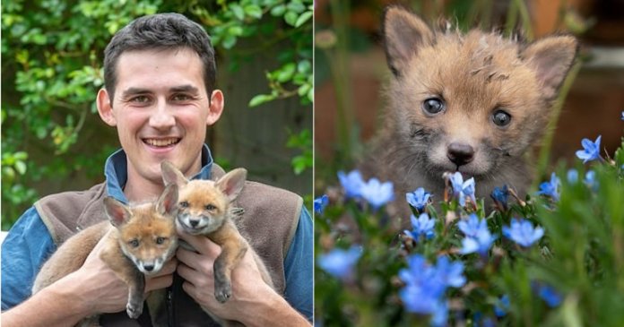 Jovem agricultor faz cesariana em raposa sem vida e salva quatro filhotes que ela esperava