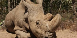 O último do planeta: Rinoceronte-branco do norte morre e espécie entra em extinção