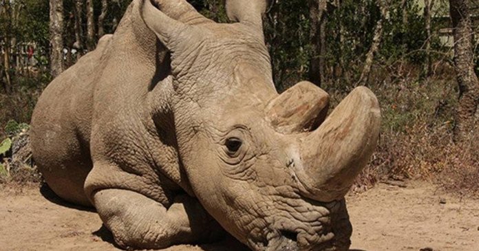 O último do planeta: Rinoceronte-branco do norte morre e espécie entra em extinção