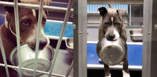 Cachorro de abrigo recusou-se a ser adotado sem a sua tigela