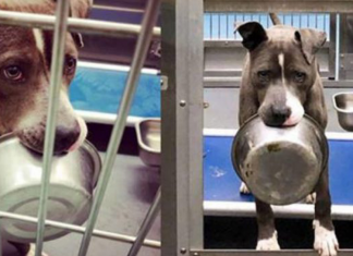 Cachorro de abrigo recusou-se a ser adotado sem a sua tigela