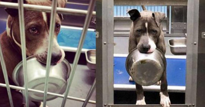 Cachorro de abrigo recusou-se a ser adotado sem a sua tigela