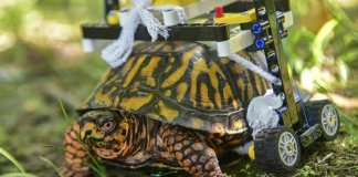 Tartaruga com problemas de locomoção ganha cadeira de rodas de Lego Tartaruga com problemas de locomoção ganha cadeira de rodas de Lego