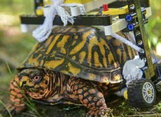 Tartaruga com problemas de locomoção ganha cadeira de rodas de Lego