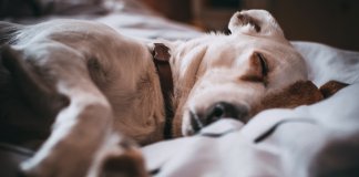 Cachorros sonham com os seus donos, afirma cientista