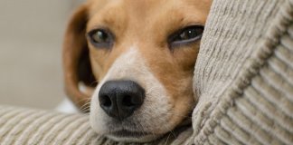 Animais de estimação não podem ser proibidos em condomínios, decide STF