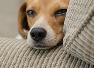 Animais de estimação não podem ser proibidos em condomínios, decide STF