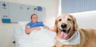 O amor como terapia: hospitais de Porto Alegre autorizam visita de animais de estimação a pacientes internados