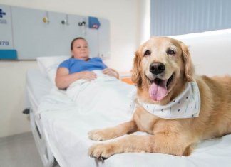 O amor como terapia: hospitais de Porto Alegre autorizam visita de animais de estimação a pacientes internados