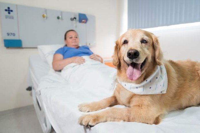 O amor como terapia: hospitais de Porto Alegre autorizam visita de animais de estimação a pacientes internados