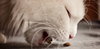 Embalagem de ração ‘ilude’ donos de cães e gatos, diz pesquisa