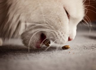 Embalagem de ração ‘ilude’ donos de cães e gatos, diz pesquisa