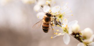 Meio milhão de abelhas foram encontradas mortas em três meses no Brasil