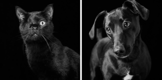 Eles são lindos sim! Cães e gatos pretos posam para fotos para incentivar adoção