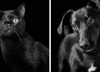Eles são lindos sim! Cães e gatos pretos posam para fotos para incentivar adoção